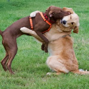 Why Dogs Bury Their Heads Into You? - Two dog playing 