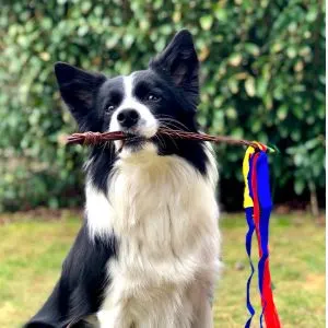 Collie with training stick in mouth