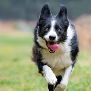 Why You Shouldn't Get A Border Collie - Black and white collie running