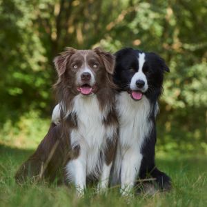 Border collie buddies - Two border collies; one black and white, one brown and white