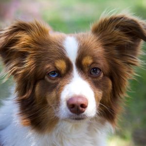 Why You Shouldn't Get A Border Collie Brown and white border collie looking ahead