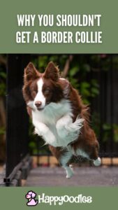 Why You Shouldn't Get A Border Collie title pin with brown and white border collie jumping in the air