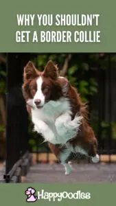 Why You Shouldn't Get A Border Collie title pin with brown and white border collie jumping in the air