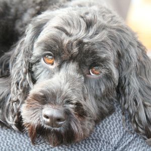 Black cockapoo