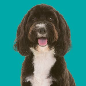 black and white cockapoo