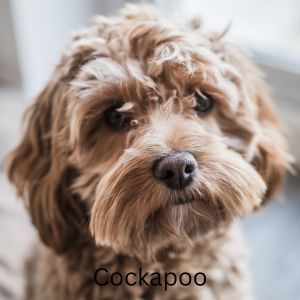 Cockapoo looking at camera