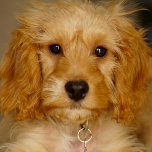 Red cockapoo puppy