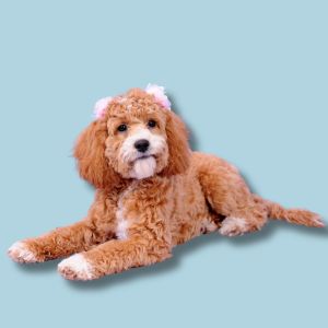 Why You Shouldn't Get A Cockapoo - pic of red and white Cockapoo on blue background