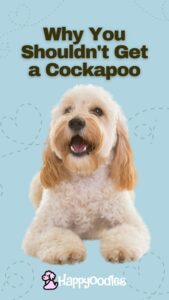 Why You Shouldn't Get A Cockapoo - pin with cream colored Cockapoo 
