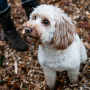 white cockapoo  in woods