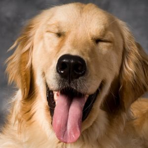 Reasons Why You Shouldn't Get A Golden Retriever - Adult Golden with tongue out. 