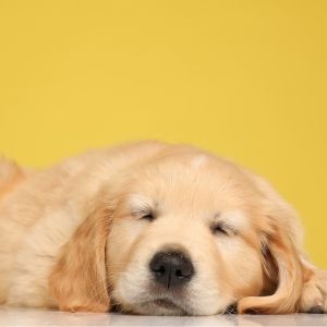 Reasons Why You Shouldn't Get A Golden Retriever - Golden puppy sleeping with yellow background