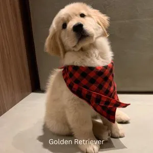 Cute Golden puppy with red check bandana.