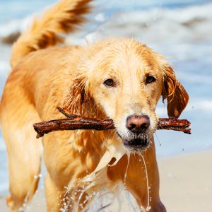 Golden with stick in their mouth at the beach