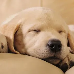 Golden Retriever Puppy sleeping