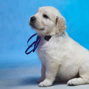 White Golden Retriever puppy sitting with blue background and blue bow