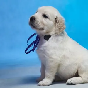 White Golden Retriever puppy sitting with blue background and blue bow