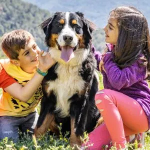 Why You Shouldn't Get a Bernese Mountain Dog - dog sitting with two children in field 