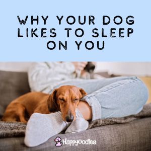 6 Reasons Why Dogs Like to Sleep On Top of Their Owners
 Title pic with a picture of a sleeping dog with their head on the persons leg. 