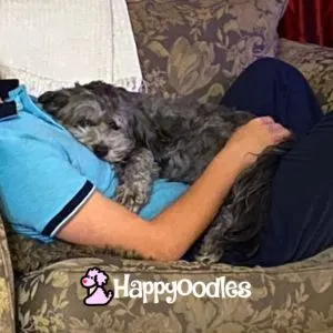 Gray dog cuddling with person
