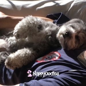 6 Reasons Why Dogs Like to Sleep On Top of Their Owners - Gray dog (Bella) sleeping on back on a person 