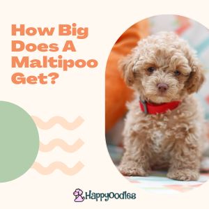 Maltipoo Full Grown: How Big Does A Maltipoo Get? - Title picture with small red maltipoo puppy. 