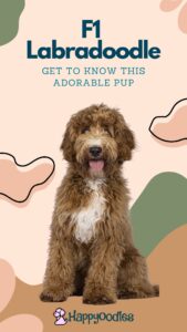 What is an F1 Labradoodle? - Pin with post title and red and white Labradoodle
