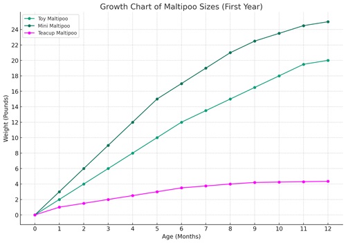 comparative growth chart for Toy, Mini, and Teacup Maltipoos during their first year, 