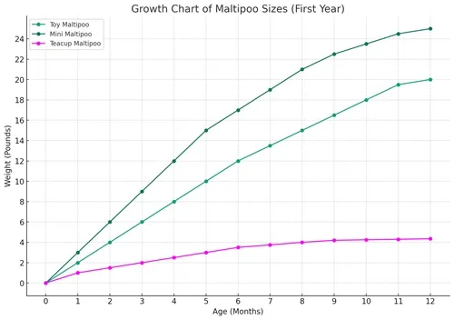 comparative growth chart for Toy, Mini, and Teacup Maltipoos during their first year, 