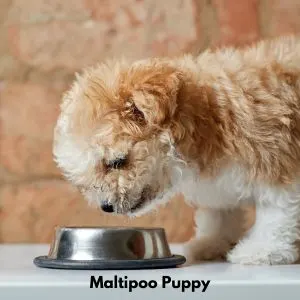 Maltipoo puppy eating