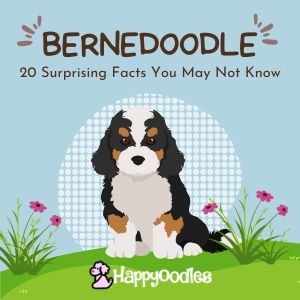 Bernedoodle: 20 Facts You May Not Know - title pic with Bernedoodle graphic on green grass with a blue sky and pink flowers