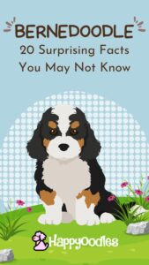 Bernedoodle: 20 Facts You May Not Know - Pin pic with Bernedoodle graphic on green grass with a blue sky and pink flowers