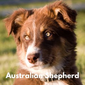 Dog Breeds With Amber - Australian Shepherd