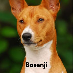 Dog Breeds With Amber - Basenji