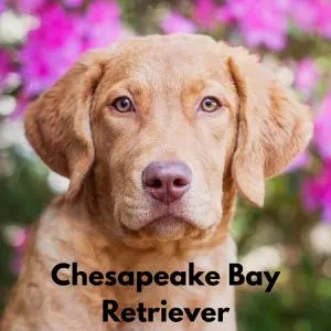 Dog Breeds With Amber - Chesapeake Bay Retriever