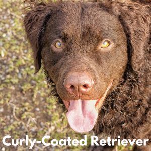 Dog Breeds With Amber - Curly-Coated Retriever