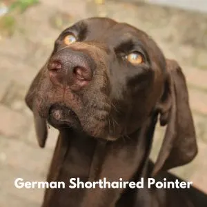  German Shorthaired Pointer