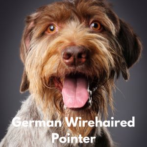 German Wirehaired Pointer
