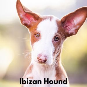 Dog Breeds With Amber - Ibizan Hound