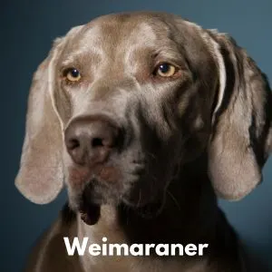 Dog Breeds With Amber - Weimaraner 