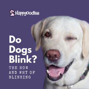 Do Dogs Blink? The How and Why of Blinking - Title Page with white dog blinking with one eye against a purple background 