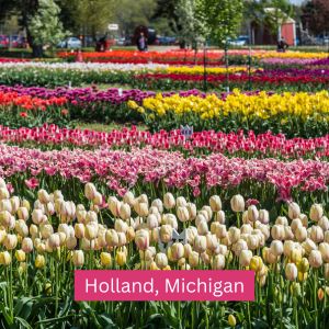 Holland Michigan Tulip Gardens