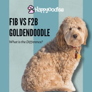 F1B vs F2B Goldendoodle: What is the Difference? title pic with F1B Goldendoodle sitting with striped blue background
