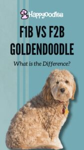 F1B vs F2B Goldendoodle: What is the Difference? pinterest pic with F1B Goldendoodle sitting with striped blue background