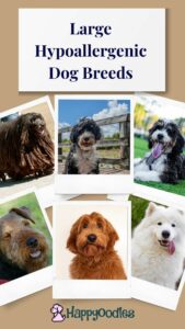 17 Large Hypoallergenic Dog Breeds  with title and pictures of dogs
