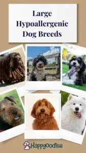 17 Large Hypoallergenic Dog Breeds  with title and pictures of dogs