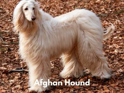 Afghan Hound outside 