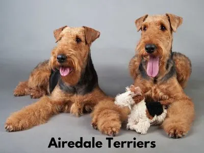Two Airedale Terriers poising on gray background