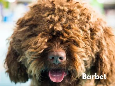 Large Hypoallergenic Dog Breeds- Closeup of brown Barbet
