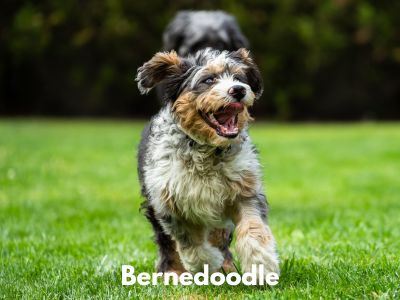 Large Hypoallergenic Dog Breeds- Bernedoodle running in grass